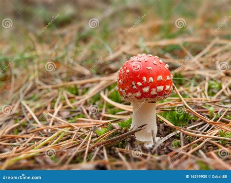 Toadstool Mushroom Stock Photo - Image: 16299930