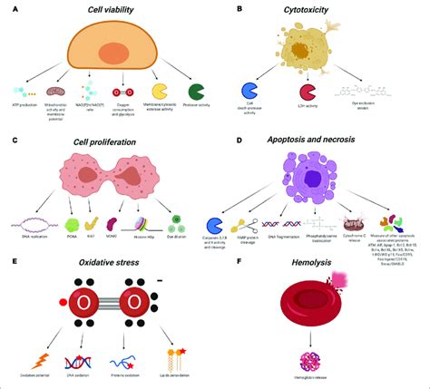 Biocompatibility Evaluation Assays Created With In