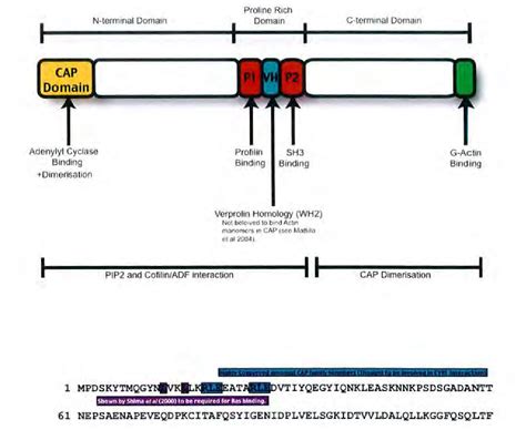 Figure 1.1 from The role of adenylate cyclase-associated protein in ...