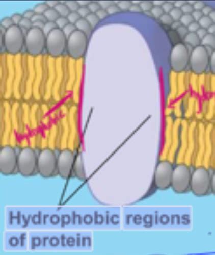 Membrane Structure And Function Flashcards Quizlet