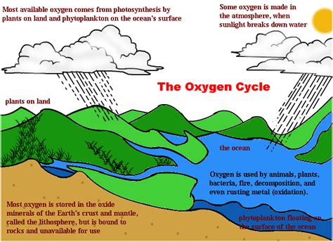 Carbon Cycle Oxygen Cycle And Phosphorus Cycle Biogeochemical Cycles