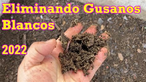 Como Eliminar Gusanos Blancos De La Lombricomposta Pot Worms