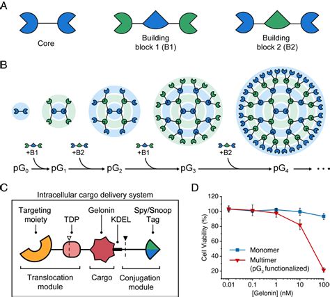 Dendrimer Like Supramolecular Assembly Of Proteins With A Tunable Size