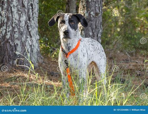 Pointer Mix Puppies