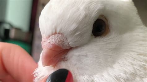 Pigeon Getting His Pin Feathers Preened Youtube