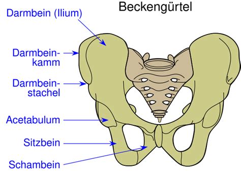 Becken Anatomie AnthroWiki