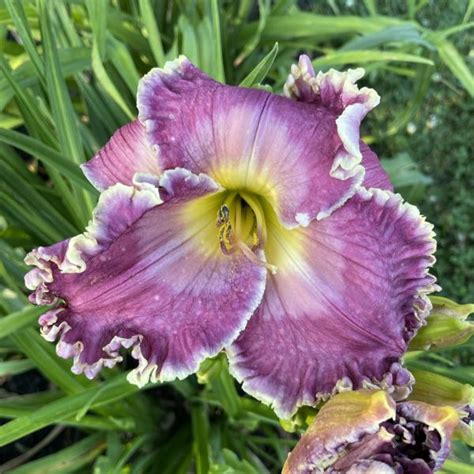 Woodcrest Daylilies Llc My Living Hope