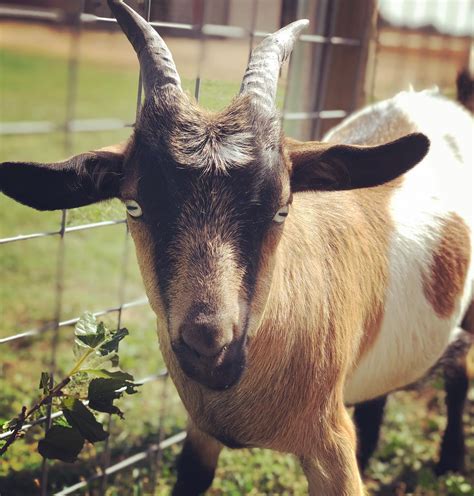 Raventree Ranch – CA - Lakeland Farm & Ranch Direct
