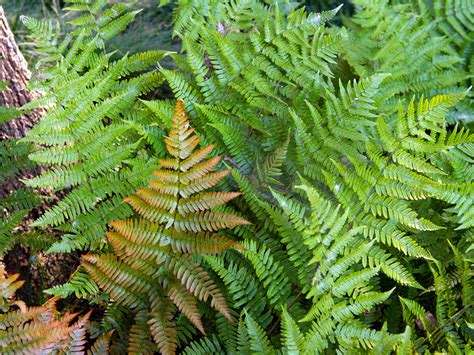 Fabulous Hardy Ferns - Neil Sperry's GARDENS Magazine