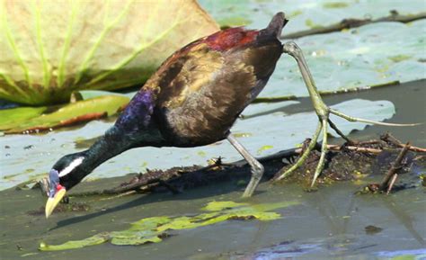 Bronze Winged Jacana Bronze Winged Jacana Thalad Swamp Nea Flickr