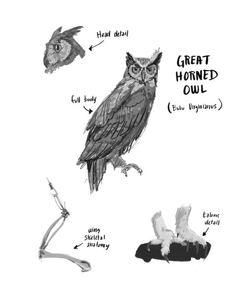 Artstation Great Horned Owl Study