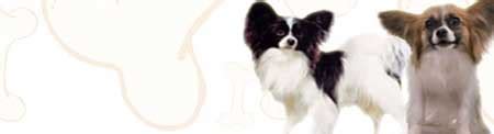 Dogs >> Papillon - Free Training Course on Papillons