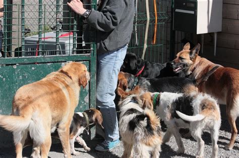 Chiens Faire Adopter Avant Jours Refuge De L Angoumois