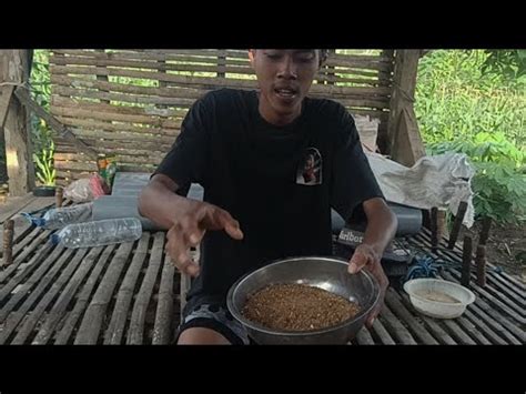 Comboran Atau Pakan Tambahan Ala Mas Iyun Opo Ae Seng Penteng Iso