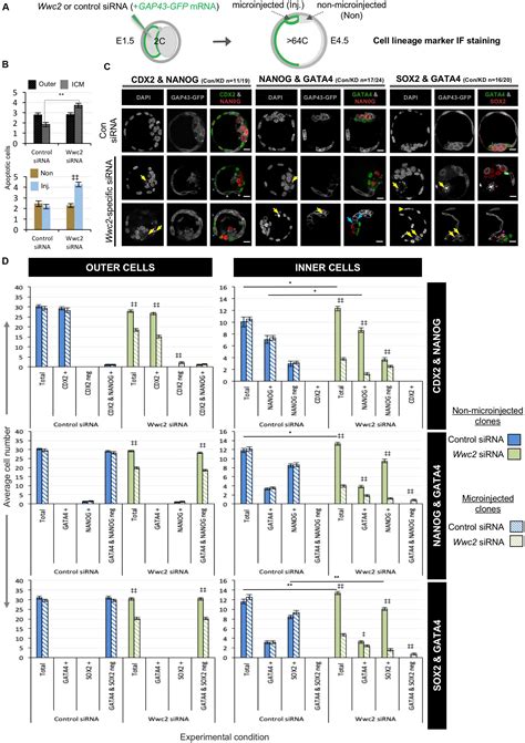 Frontiers Wwc2 Is A Novel Cell Division Regulator During