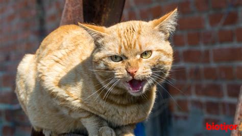 Ciri Ciri Kucing Rabies Kenali Dan Lindungi Peliharaan Kamu Biotifor