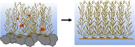 Domestication Of Marine Macroalgae Species Many Wild Marine Macroalgae