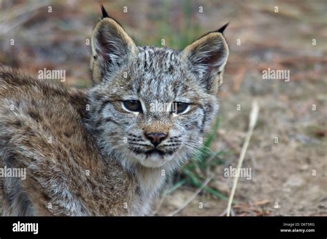 Canada Yukon Baby Canada Lynx Lynx Canadensis Stock Photo Alamy