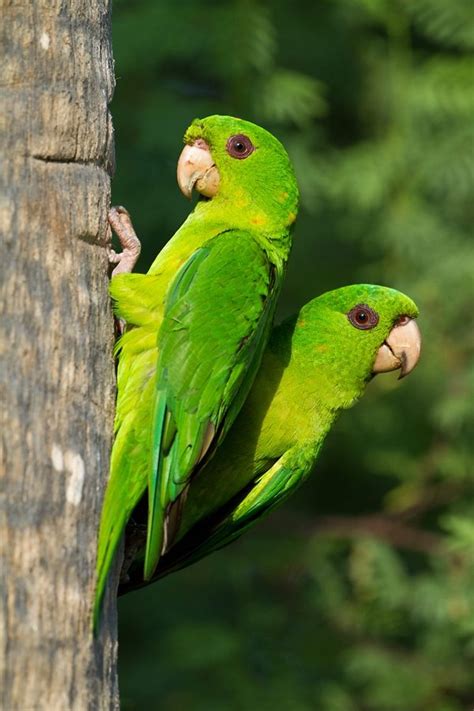 1000+ images about Birds * Parakeets on Pinterest