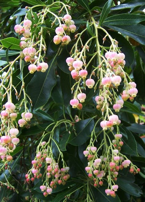 The 2 Minute Gardener Photo Strawberry Tree Flower Arbutus Unedo