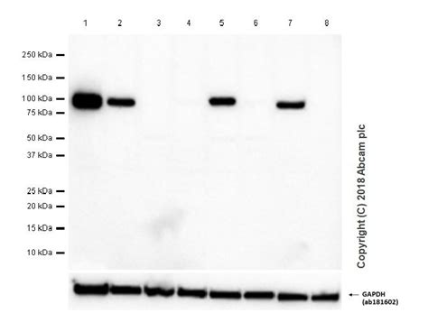 Integrin Beta Epr Ab Abcam