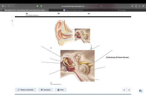 Hearing Diagram Quizlet