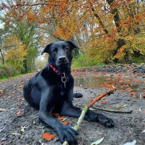 The Belgiador (Belgian Malinois Labrador Mix) - LabraJoy