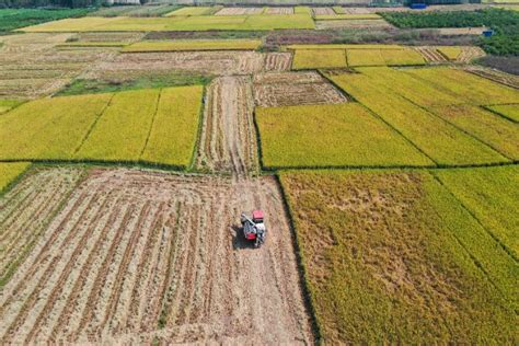 中国秋粮收购累计超7000万吨 科技助力储粮 侨报网