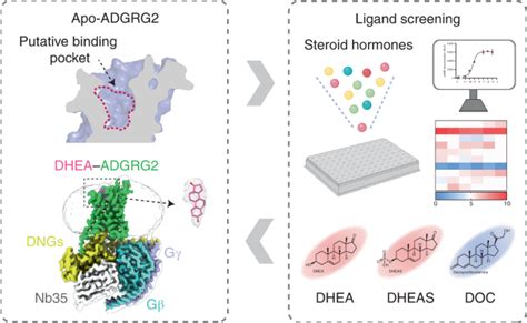 Structures Of The Adgrg Gs Complex In Apo And Ligand Bound Forms