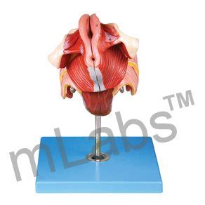 Female Genital Organs Model Anatomy Genitals PVC Model By MLabs