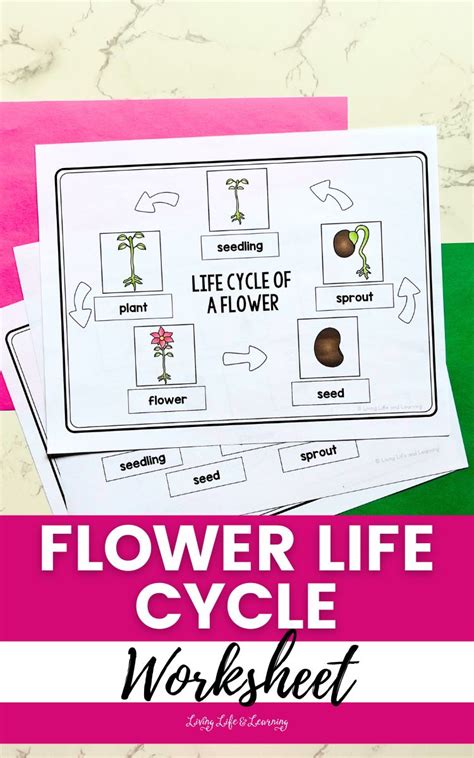 Flower Life Cycle Worksheet