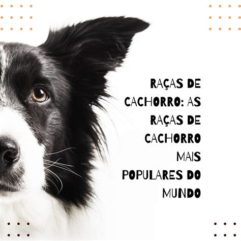 Ra As De Cachorro As Ra As De Cachorro Mais Populares Do Mundo Blog