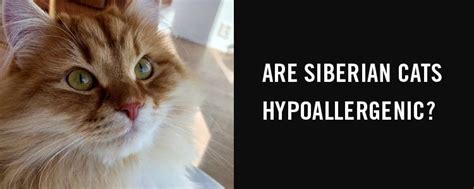 Are Siberian cats hypoallergenic? Siberian cat allergy - Siberian Cat World