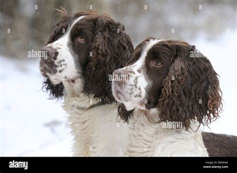 Springer Spaniels Cocker Spaniel On A Shoot Day Stock Photo Alamy