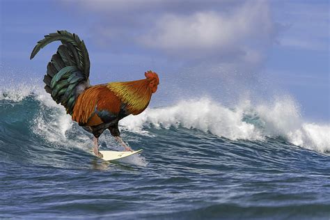 Surf Chicken Chicken Art Chicken Postcards Surfing Etsy Chicken Art