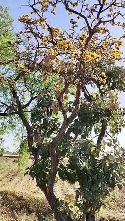 Yellow Palash Blooming In The Forest Of Nimar Video Dailymotion