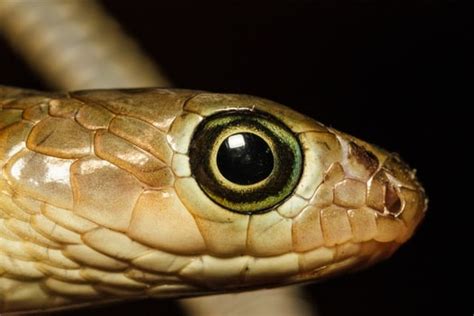 Do Snakes Have Eyelids — Snakes For Pets