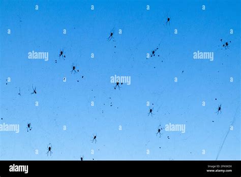 Giant spider web with many spiders in Myanmar Stock Photo - Alamy