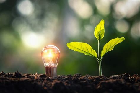 Premium Photo Lightbulb With Small Plant On Soil And Sunshine