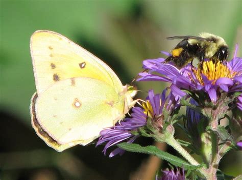 Yard Butterflies Kansas Native Plants