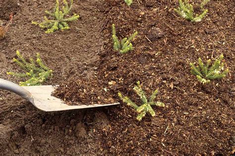 How To Mulch Flowerbeds