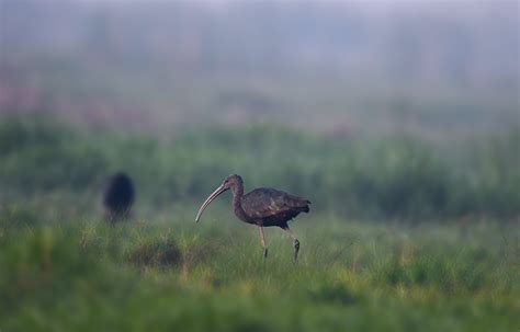 Photo of Black Ibis in GrassFree Stock Photo