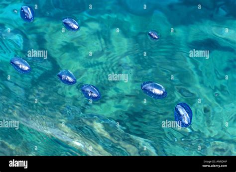 By The Wind Sailor Velella Spirans Or Velella Velella Photographed