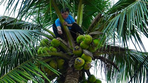 Harvesting Coconuts Going To The Market To Sell Spring Crop Care