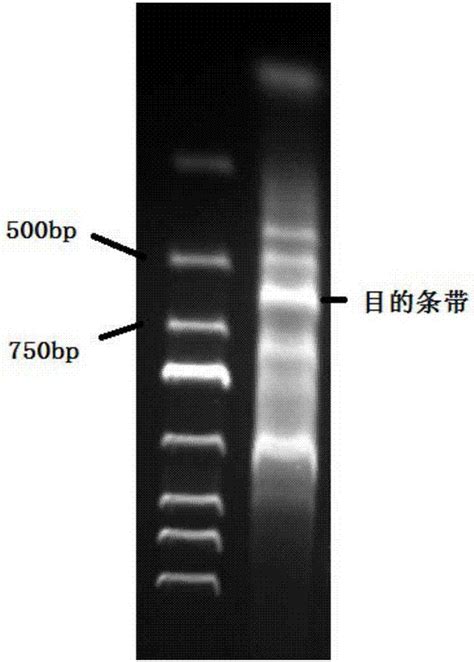 内切葡聚糖酶基因及其编码蛋白的制作方法