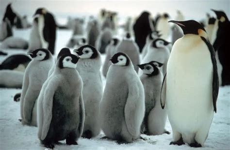 Antarctic Sea Ice Crisis Emperor Penguin Colonies Suffer Catastrophic