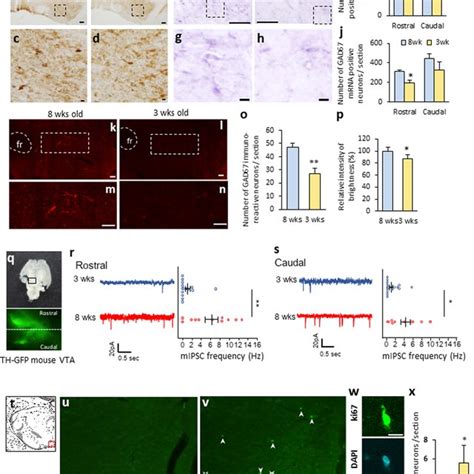 The Immaturity Of Gaba Neurons In The Ventral Tegmental Area In