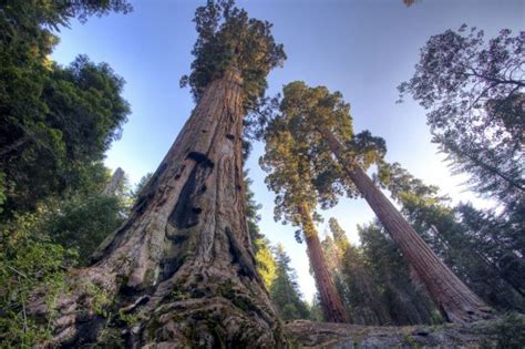 Giant Sequoia Tree Leaves