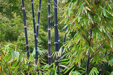 Dendrocalamus Asper Betung Hitam Black Asper Bamboo Bamboo Plants