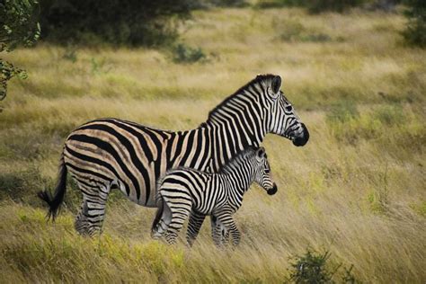 The Great Migration: The Process of Nature's Show in the Serengeti ...